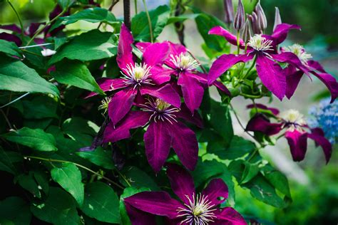 clematis warszawska pruning instructions